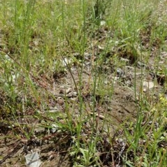 Wahlenbergia multicaulis at Cook, ACT - 4 Nov 2020