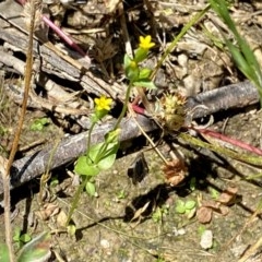 Sebaea ovata (Yellow Centaury) at Wandiyali-Environa Conservation Area - 28 Nov 2020 by Wandiyali