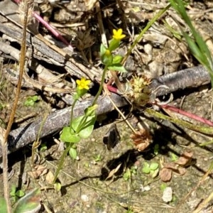 Sebaea ovata at Googong, NSW - 28 Nov 2020