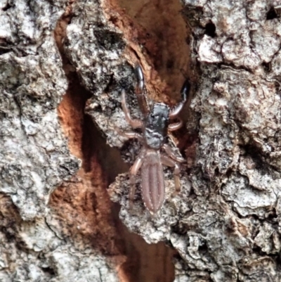 Holoplatys sp. (genus) (Unidentified Holoplatys jumping spider) at Cook, ACT - 21 Nov 2020 by CathB