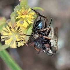 Cerdistus sp. (genus) (Yellow Slender Robber Fly) at Cook, ACT - 28 Nov 2020 by CathB