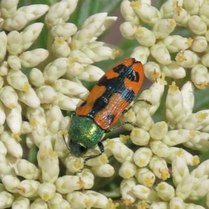 Castiarina scalaris at Theodore, ACT - 30 Nov 2020