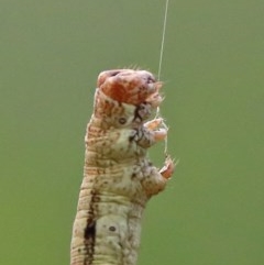 Geometridae (family) IMMATURE (Unidentified IMMATURE Geometer moths) at O'Connor, ACT - 28 Nov 2020 by ConBoekel