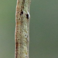 Geometridae (family) IMMATURE at O'Connor, ACT - 28 Nov 2020