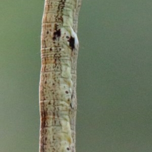 Geometridae (family) IMMATURE at O'Connor, ACT - 28 Nov 2020