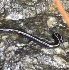 Caenoplana coerulea (Blue Planarian, Blue Garden Flatworm) at Cook, ACT - 1 Dec 2020 by MattFox