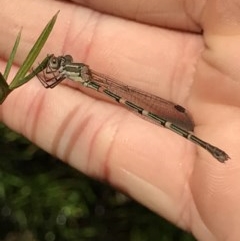 Austrolestes leda (Wandering Ringtail) at Cook, ACT - 1 Dec 2020 by MattFox