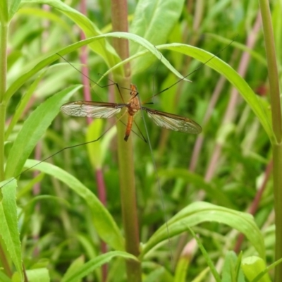 Leptotarsus (Macromastix) costalis (Common Brown Crane Fly) at Macarthur, ACT - 1 Dec 2020 by RodDeb