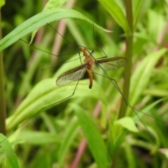 Leptotarsus (Macromastix) costalis at Macarthur, ACT - 1 Dec 2020