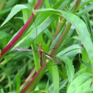 Leptotarsus (Macromastix) costalis at Macarthur, ACT - 1 Dec 2020