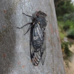 Psaltoda moerens (Redeye cicada) at ANBG - 29 Nov 2020 by RodDeb