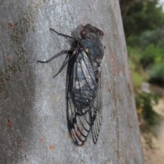 Psaltoda moerens (Redeye cicada) at Acton, ACT - 30 Nov 2020 by RodDeb