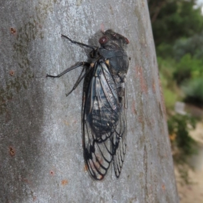 Psaltoda moerens (Redeye cicada) at ANBG - 29 Nov 2020 by RodDeb