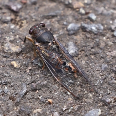 Yoyetta robertsonae (Clicking Ambertail) at ANBG - 30 Nov 2020 by RodDeb