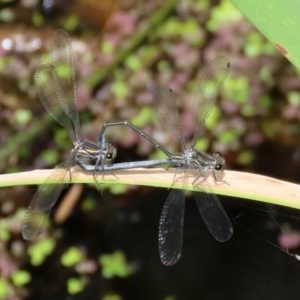 Austroargiolestes icteromelas at Acton, ACT - 30 Nov 2020