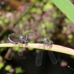 Austroargiolestes icteromelas at Acton, ACT - 30 Nov 2020