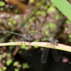 Austroargiolestes icteromelas at Acton, ACT - 30 Nov 2020 02:16 PM