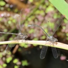 Austroargiolestes icteromelas at Acton, ACT - 30 Nov 2020 02:16 PM