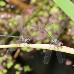 Austroargiolestes icteromelas at Acton, ACT - 30 Nov 2020 02:16 PM