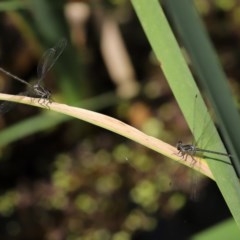 Austroargiolestes icteromelas at Acton, ACT - 30 Nov 2020 02:16 PM