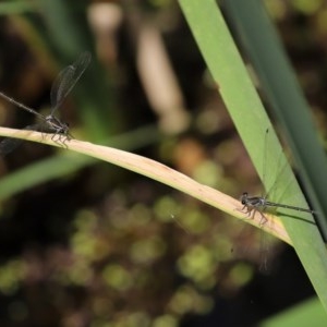 Austroargiolestes icteromelas at Acton, ACT - 30 Nov 2020