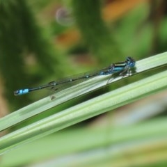 Austroagrion watsoni (Eastern Billabongfly) at Acton, ACT - 30 Nov 2020 by RodDeb