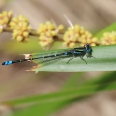 Austroagrion watsoni at Acton, ACT - 30 Nov 2020 02:14 PM