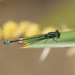 Austroagrion watsoni at Acton, ACT - 30 Nov 2020 02:14 PM