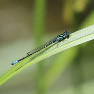 Austroagrion watsoni at Acton, ACT - 30 Nov 2020 02:14 PM