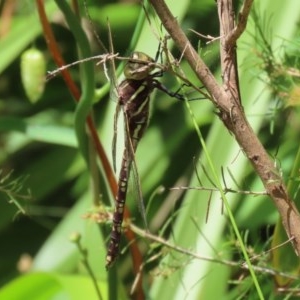 Adversaeschna brevistyla at Acton, ACT - 30 Nov 2020