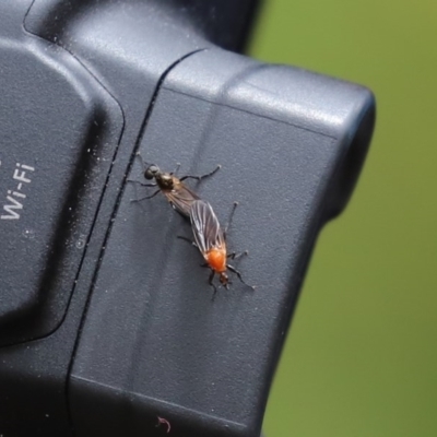 Bibio imitator (Garden maggot) at Acton, ACT - 30 Nov 2020 by RodDeb