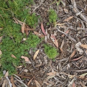 Astroloma humifusum at Downer, ACT - 30 Nov 2020