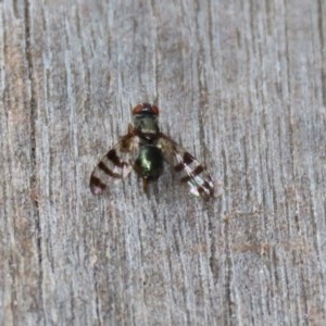 Rivellia sp. (genus) at Acton, ACT - 30 Nov 2020