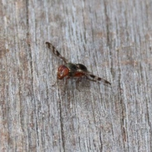 Rivellia sp. (genus) at Acton, ACT - 30 Nov 2020