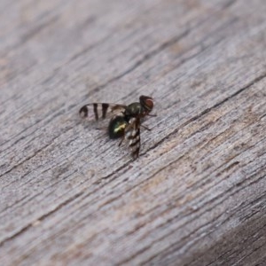 Rivellia sp. (genus) at Acton, ACT - 30 Nov 2020