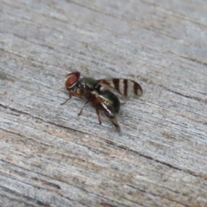 Rivellia sp. (genus) at Acton, ACT - 30 Nov 2020