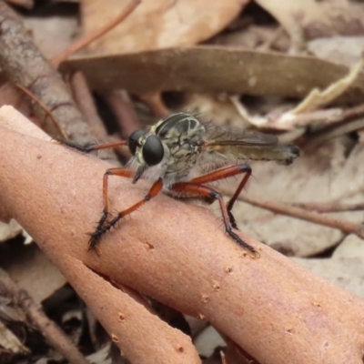 Colepia sp. (genus) (A robber fly) at Acton, ACT - 30 Nov 2020 by RodDeb