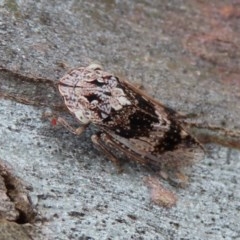 Stenocotis sp. (genus) (A Leafhopper) at Acton, ACT - 30 Nov 2020 by RodDeb