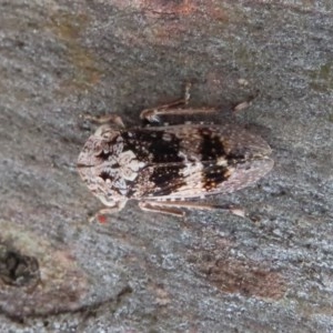 Stenocotis sp. (genus) at Acton, ACT - 30 Nov 2020