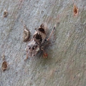 Stenocotis sp. (genus) at Acton, ACT - 30 Nov 2020