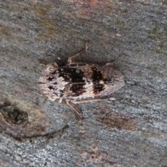 Stenocotis sp. (genus) at Acton, ACT - 30 Nov 2020