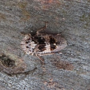 Stenocotis sp. (genus) at Acton, ACT - 30 Nov 2020