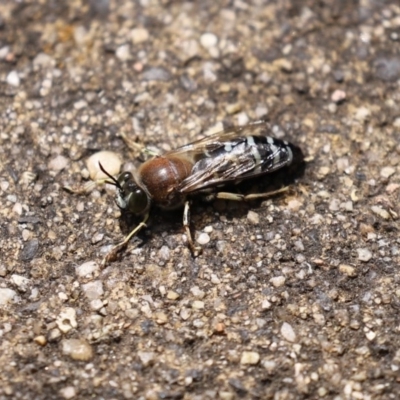 Bembix sp. (genus) (Unidentified Bembix sand wasp) at Acton, ACT - 30 Nov 2020 by RodDeb