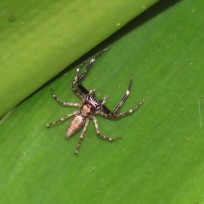 Helpis minitabunda (Threatening jumping spider) at Acton, ACT - 29 Nov 2020 by RodDeb
