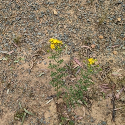 Hypericum perforatum (St John's Wort) at Downer, ACT - 30 Nov 2020 by abread111