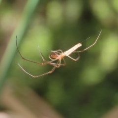 Tetragnatha sp. (genus) (Long-jawed spider) at Acton, ACT - 30 Nov 2020 by RodDeb