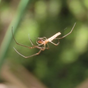 Tetragnatha sp. (genus) at Acton, ACT - 30 Nov 2020 02:17 PM