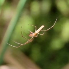 Tetragnatha sp. (genus) at Acton, ACT - 30 Nov 2020 02:17 PM