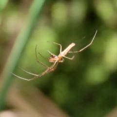 Tetragnatha sp. (genus) at Acton, ACT - 30 Nov 2020