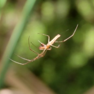 Tetragnatha sp. (genus) at Acton, ACT - 30 Nov 2020